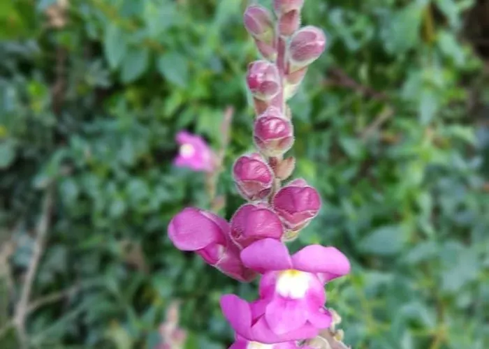 Сasa de vacaciones Casa Do Canto - Uma Casa No Campo, Perto Da Praia.
